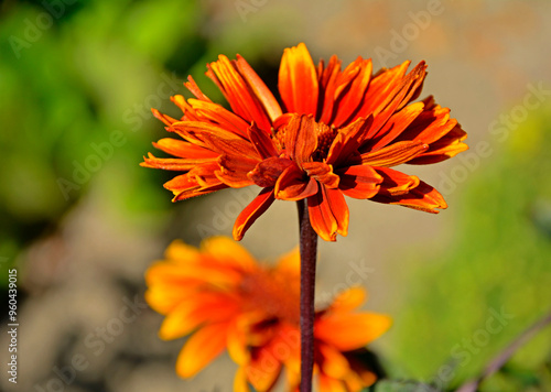 Obraz na płótnie Słoneczniczek szorstki odmiana 'Fire Twister’ (Heliopsis helianthoides), bylina ogrodowa, rough oxeye, smooth oxeye, false sunflower w salonie