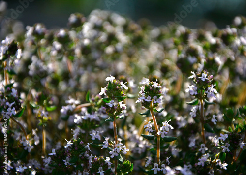 kwitnący tymianek, Macierzanka tymianek, tymianek właściwy, macierzanka zwyczajna, (Thymus vulgaris), common thyme, German thyme, garden thyme, 