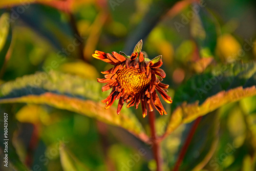 Obraz na płótnie kwiat słoneczniczka w paku, słoneczniczek szorstki odmiana 'Fire Twister’ (Heliopsis helianthoides), bylina ogrodowa, rough oxeye, smooth oxeye, false sunflower w salonie