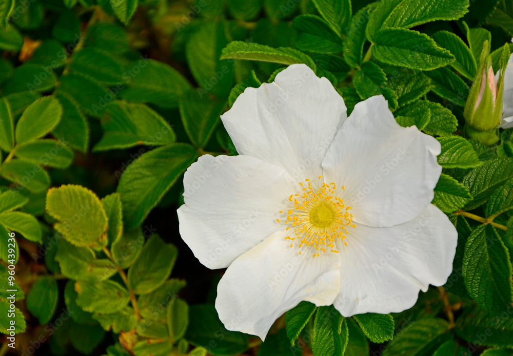 Róża pomarszczona, róża fałdzistolistna, róża japońska, Rosa rugosa, biała dzika róża rosnąca na piaszczystej wydmie nadmorskiej, white wild rose growing on a sandy seaside dune