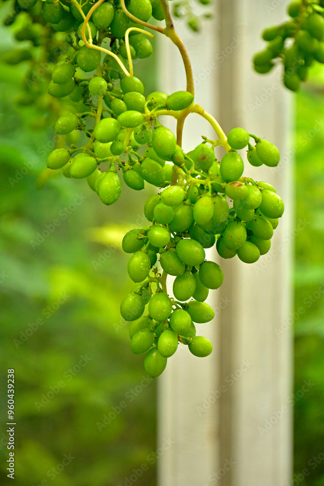 niedojrzałe winogrona na krzewie, kiść młodych, zielonych winogron, unripe grapes on the vine, bunch of green grapes