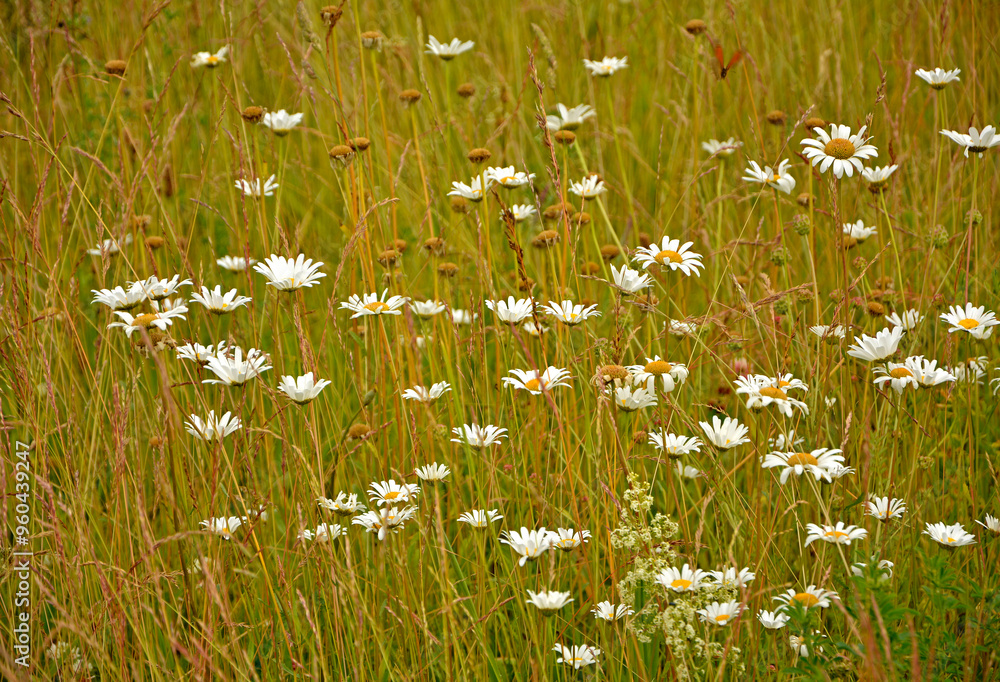 dzika łaka z białymi kwiatami, białe złocienie na łące, wild meadow with white flowers, white flowers wild Leucanthemum in the meadow, Daisy (Shasta) / Shasta Daisy, Leucanthemum vulgare