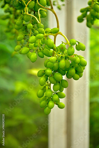 Obraz na płótnie niedojrzałe winogrona na krzewie, kiść młodych, zielonych winogron, unripe grapes on the vine, bunch of green grapes w salonie