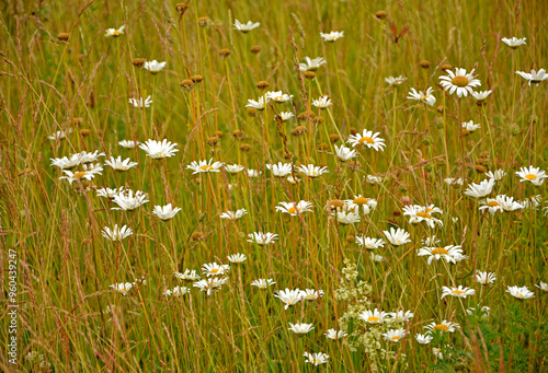 Obraz na płótnie dzika łaka z białymi kwiatami, białe złocienie na łące, wild meadow with white flowers, white flowers wild Leucanthemum in the meadow, Daisy (Shasta) / Shasta Daisy, Leucanthemum vulgare w salonie
