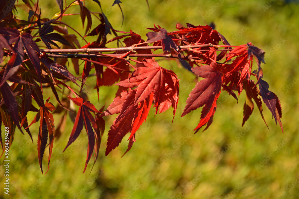Klon palmowy 'Atropurpureum', (Acer palmatum), klon odmiana 'Atropurpureum', Japanese maple, palmate maple, smooth Japanese maple, Japanese Maple 'Atropurpureum'