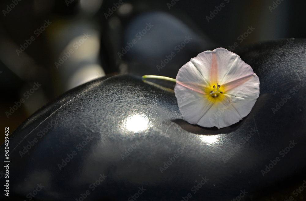 biały kwiat na czarnym siodełku roweru, biały wilec na czarnym siodełku rowerowym, white flower on the black bicycle saddle,