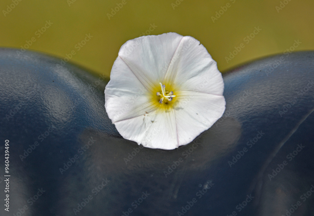 biały kwiat na czarnym siodełku roweru, biały wilec na czarnym siodełku rowerowym, white flower on the black bicycle saddle,