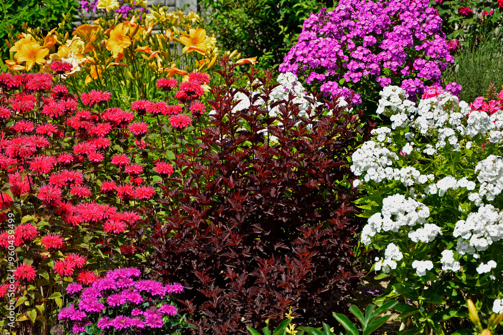 czerwona pęcherznica kalinolistna Little Angel Physocarpus opulifolius, białe i różowe floksy wiechowate (Phlox paniculata), Pysznogłówka szkarłatna, Monarda didyma i liliowce (Hemerocallis ×hybrida)