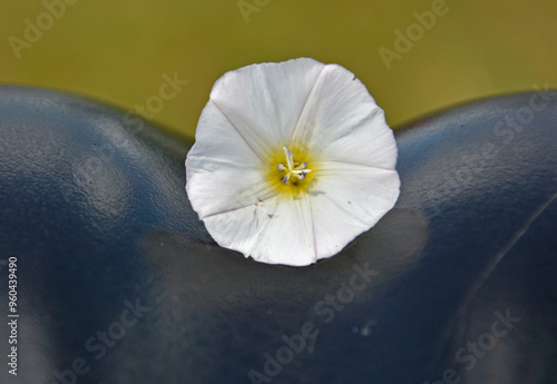 Obraz na płótnie biały kwiat na czarnym siodełku roweru, biały wilec na czarnym siodełku rowerowym, white flower on the black bicycle saddle, w salonie