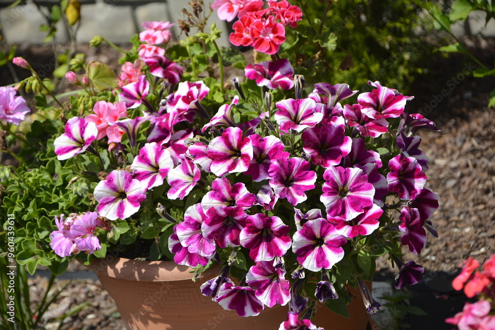 biało-rózowe petunie w doniczce, białe i różowe petunie w paski w doniczce, white and pink, striped petunias in a pot, Petunia × hybrida, Striped pink white petunia flower