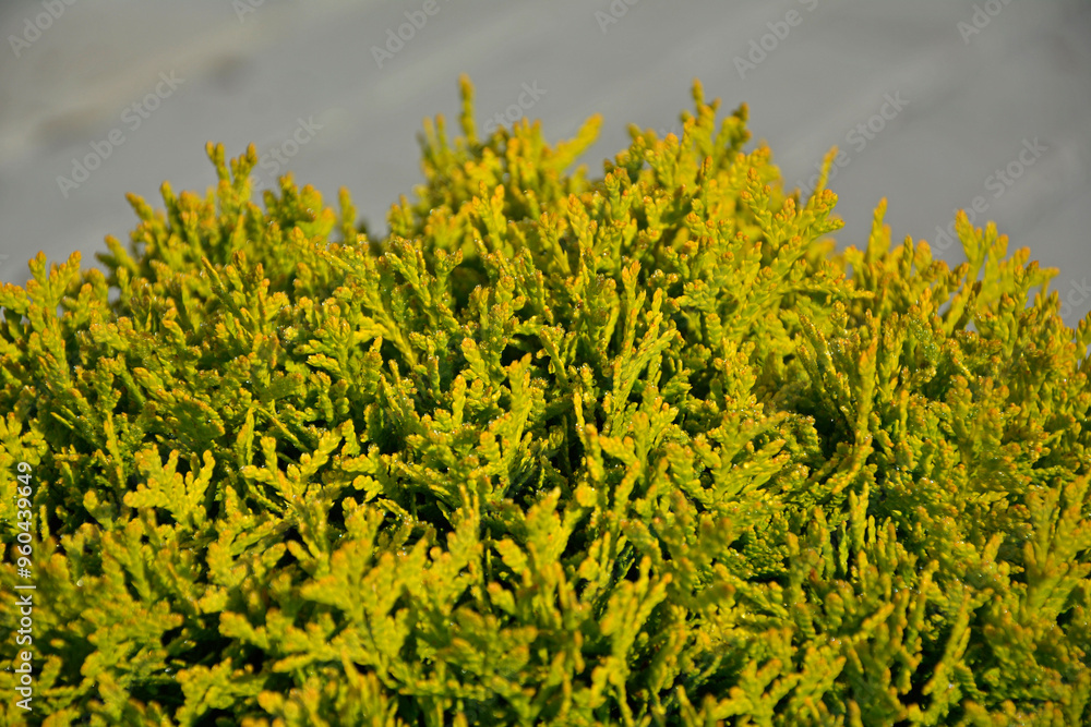 Tuja Miriam, żywotnik zachodni, kulista odmiana żywotnika, kulista tuja, Thuja occidentalis, Thuja Miriam, Tuja Miriam, żywotnik zachodni, kulista odmiana żywotnika, kulista tuja, żółta tuja