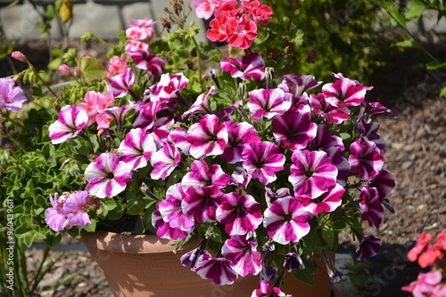 Obraz na płótnie biało-rózowe petunie w doniczce, białe i różowe petunie w paski w doniczce, white and pink, striped petunias in a pot, Petunia × hybrida, Striped pink white petunia flower w salonie