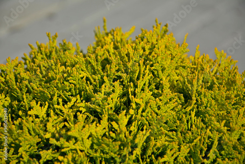 Obraz na płótnie Tuja Miriam, żywotnik zachodni, kulista odmiana żywotnika, kulista tuja, Thuja occidentalis, Thuja Miriam, Tuja Miriam, żywotnik zachodni, kulista odmiana żywotnika, kulista tuja, żółta tuja w salonie