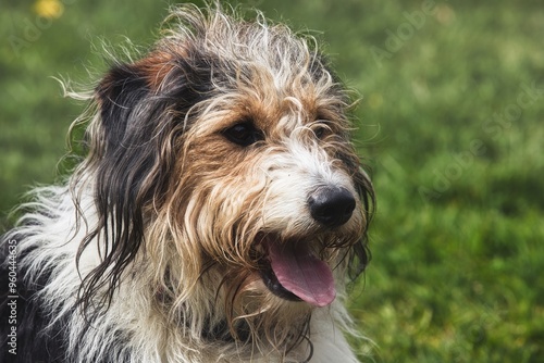 Close-Up of Shaggy Dog Panting in Park