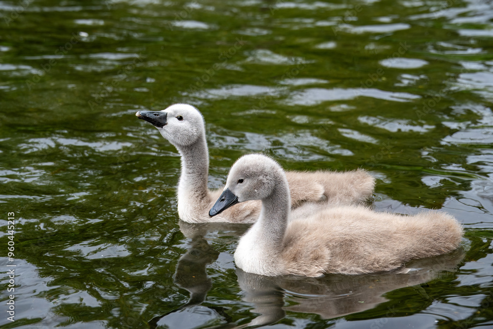close up portrait of young mute swans cygnets cygnus olor in the river with reflections close up portrait of young mute swans cygnets cygnus olor in the river with reflections