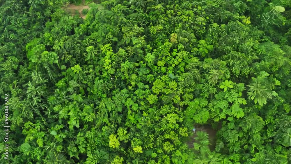 Top view from above, flat lay video establishing scene: flat lay rotating jungle solid background with dense vegetation and lush green foliage covering the entire frame space Top view from above, flat lay video establishing scene: flat lay rotating jungle solid background with dense vegetation and lush green foliage covering the entire frame space