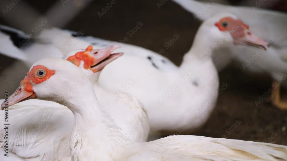 slow motion, close-up of group white ducks. The duck in the foreground has a bright red patch around its eyes. Livestock animals on a farm slow motion, close-up of group white ducks. The duck in the foreground has a bright red patch around its eyes. Livestock animals on a farm