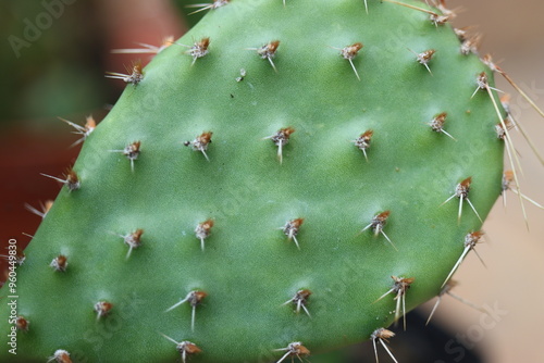 Opuncja humifusa Twostone Canada kaktus opuntia photo