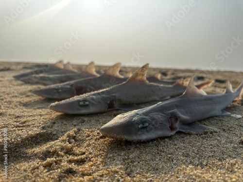 Sharks washed up on the beach photo