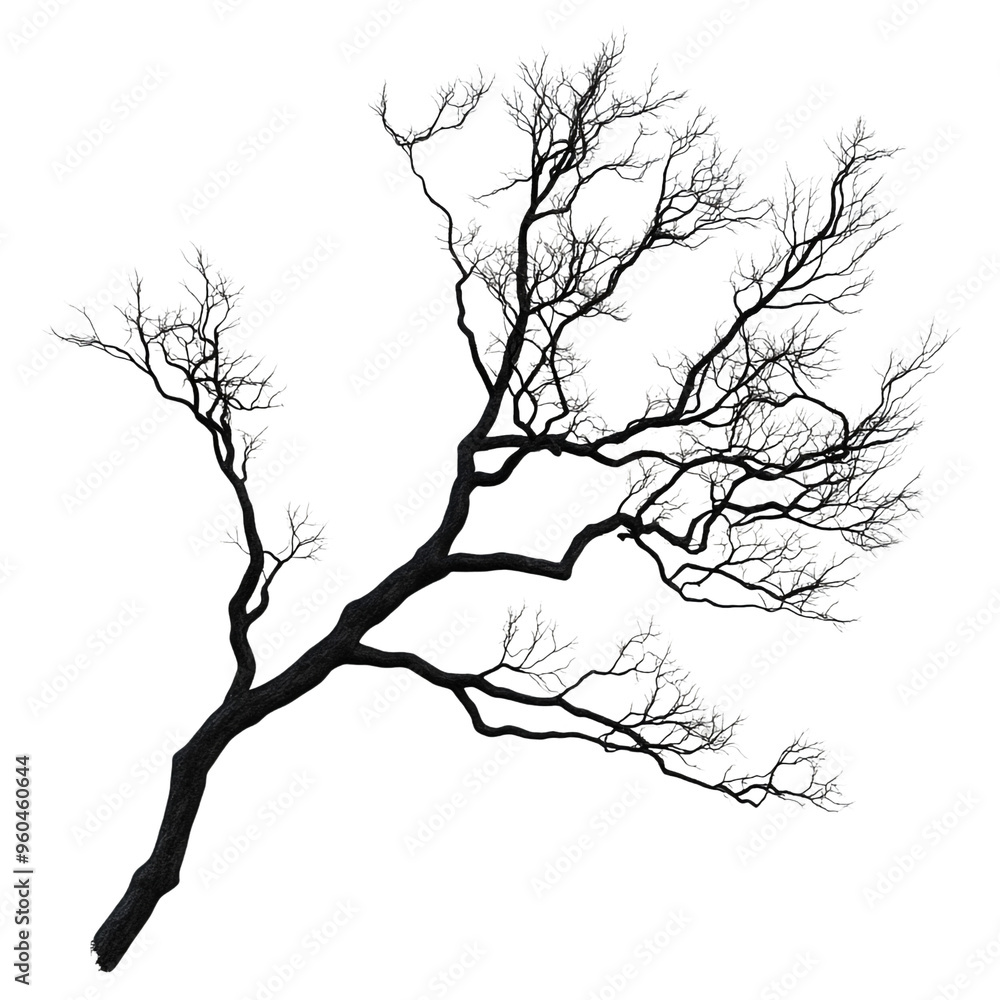 Fototapeta premium Black and White Tree Branch with Frosty Tips