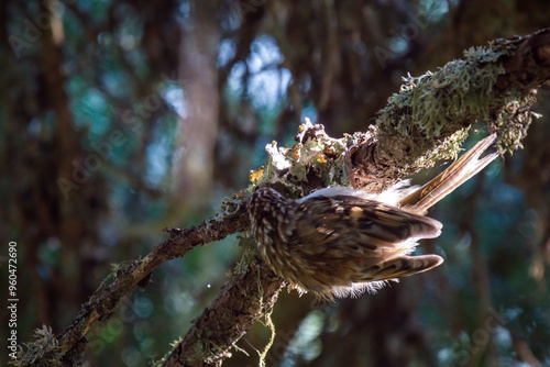 eurasian treecreeper, certhia familiaris, on a branch from a spruce with lichens at a sunny autumn morning photo