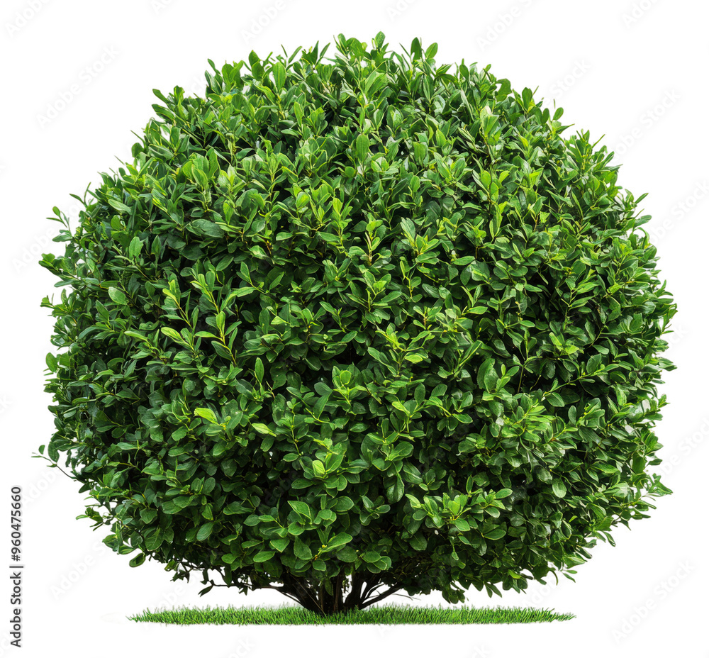 Naklejka premium Bright sunlight on a round green bush, cut out - stock png.