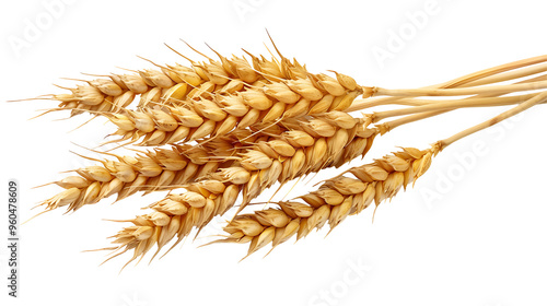 Fresh wheat ears on a transparent background