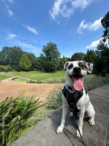 Australian cattle dog beagle