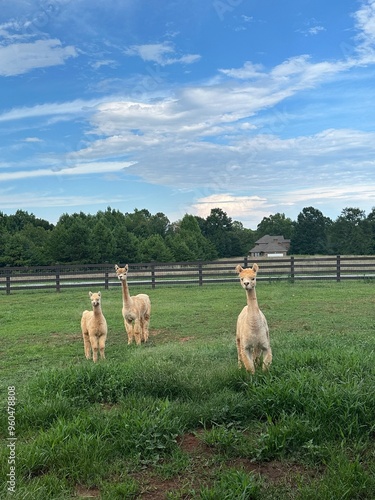 flock of alpacas