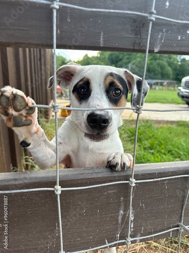 White and black puppy