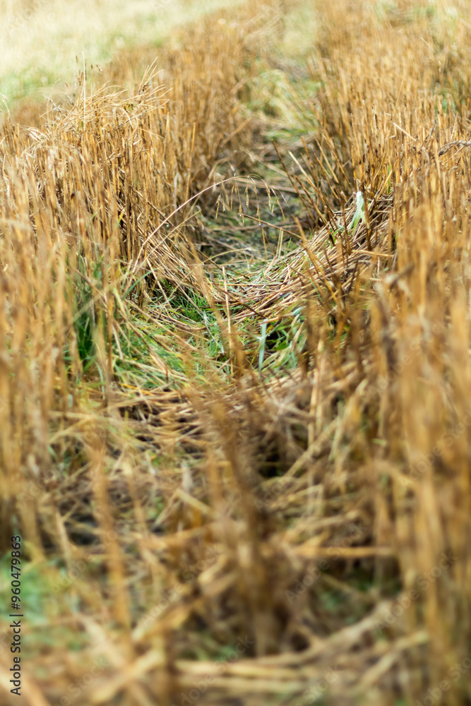 Fototapeta premium stems of dry mown grass..
