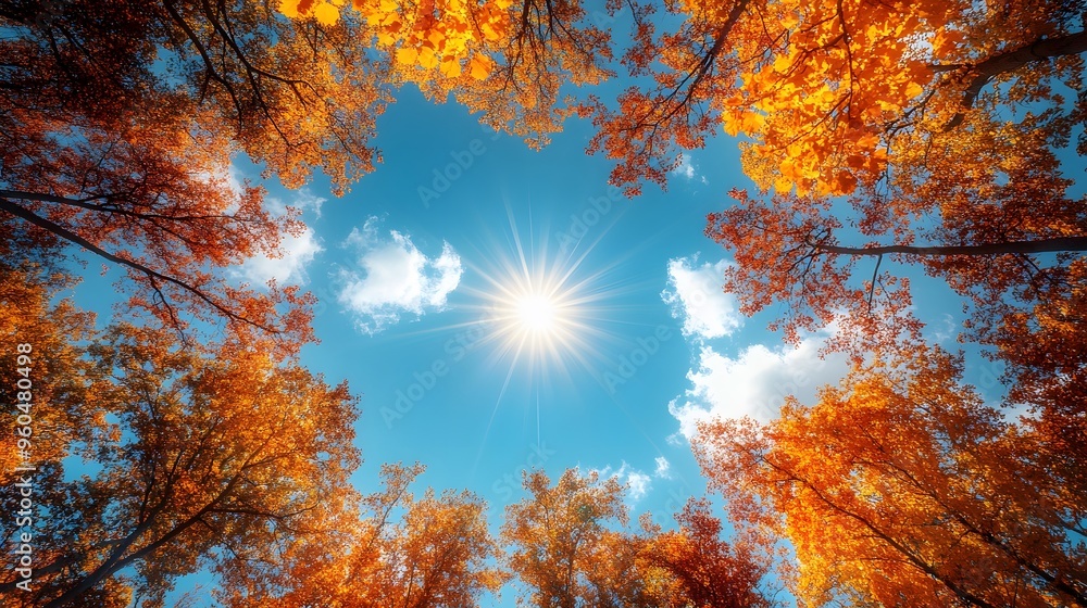 Fototapeta premium A sunny autumn day with clear skies and colorful trees, offering a vibrant and refreshing background filled with seasonal warmth.