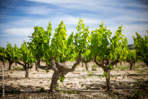 Vibrant Vineyard in Carrion de los Cespedes, Sevilla, Spain