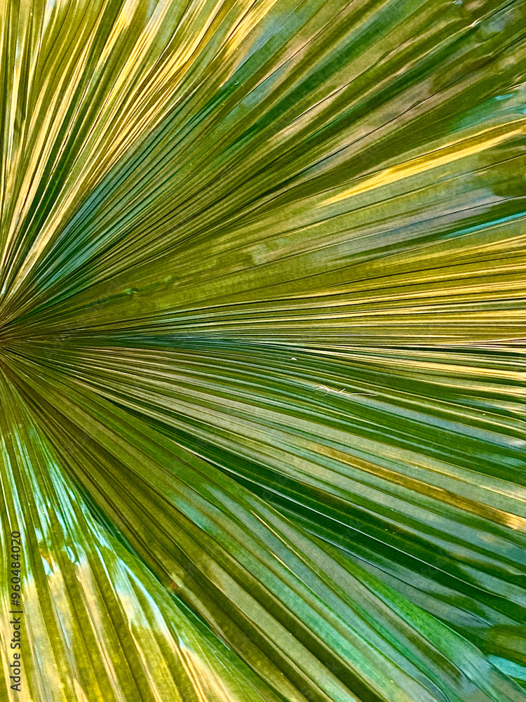 Fototapeta premium Palm leaf background. Close up of a green palm leaf.