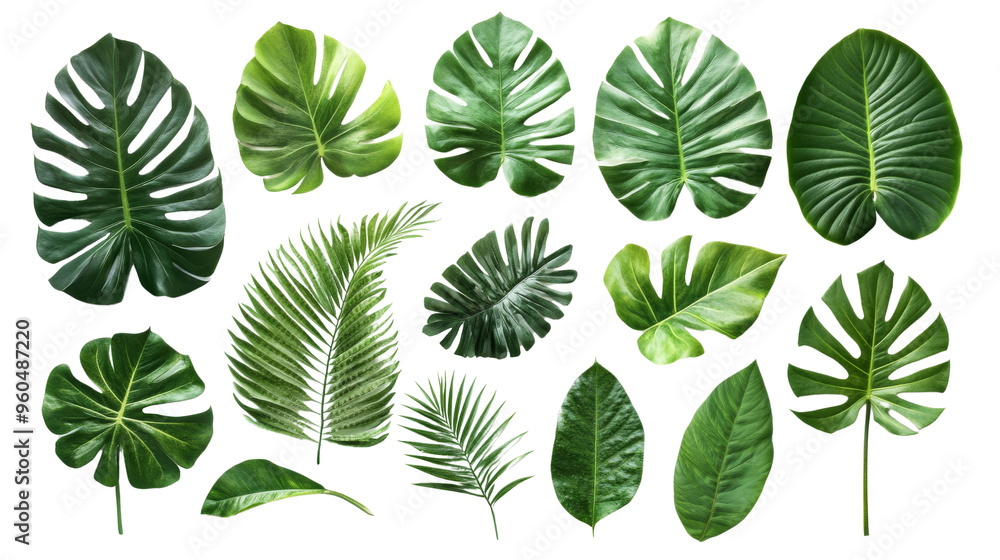 Tropical Leaves Collection. Tropical Leaves Collection.