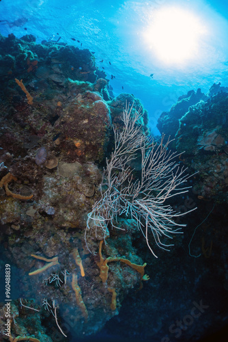 Scuba Diving in Cozumel