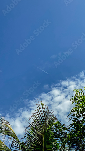 palm trees and sky