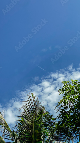 palm tree and sky
