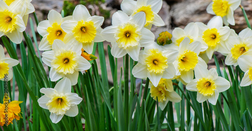 beautiful yellow and whit daffodils blooming in a flower bed gon stones wall background