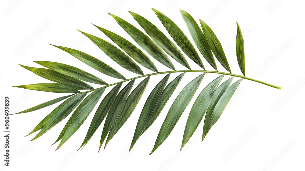 Fototapeta premium Single tropical palm leaf isolated on white background
