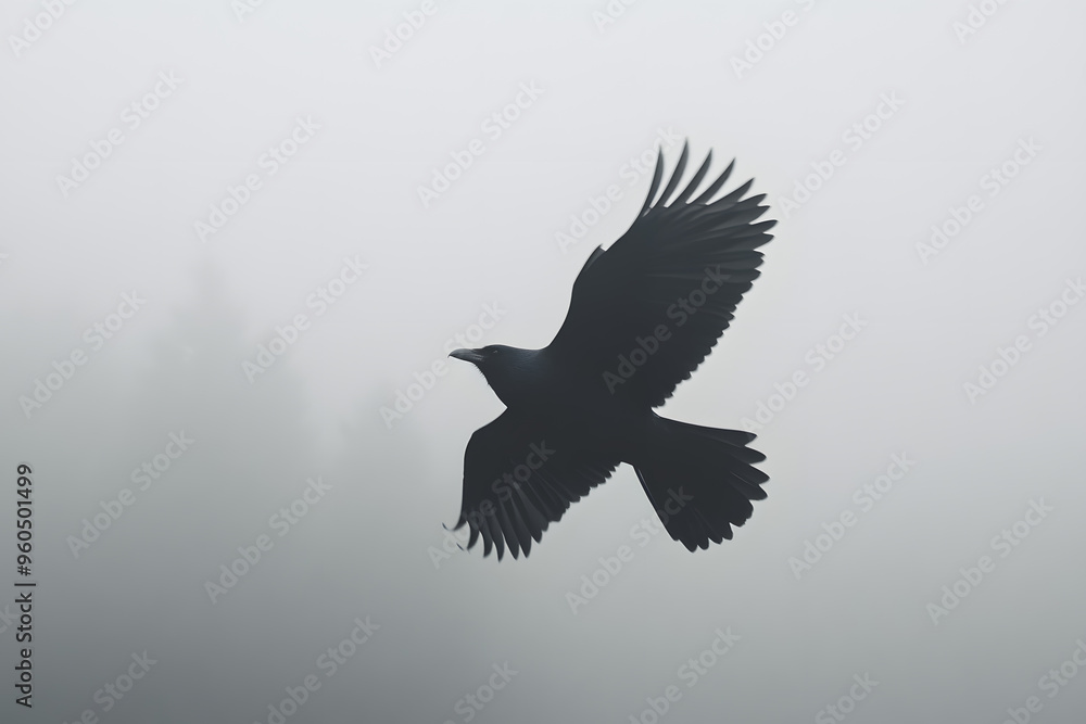 Beautiful black raven, crow in flight
