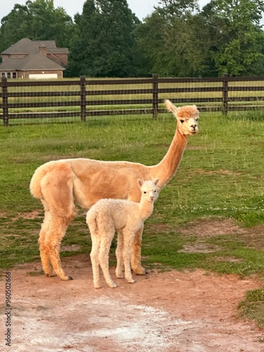 Baby alpaca and mom 