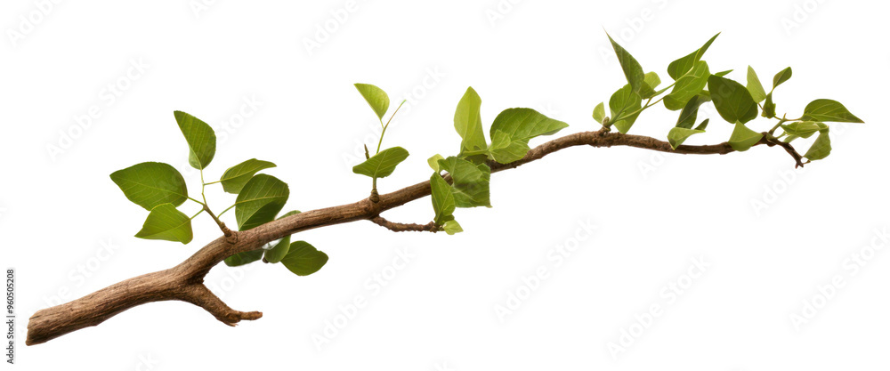 Fototapeta premium PNG Tree branch tree plant leaf.