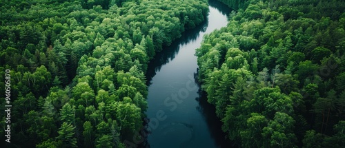 Verdant Canopy: Aerial View of Lush Forest and Meandering River