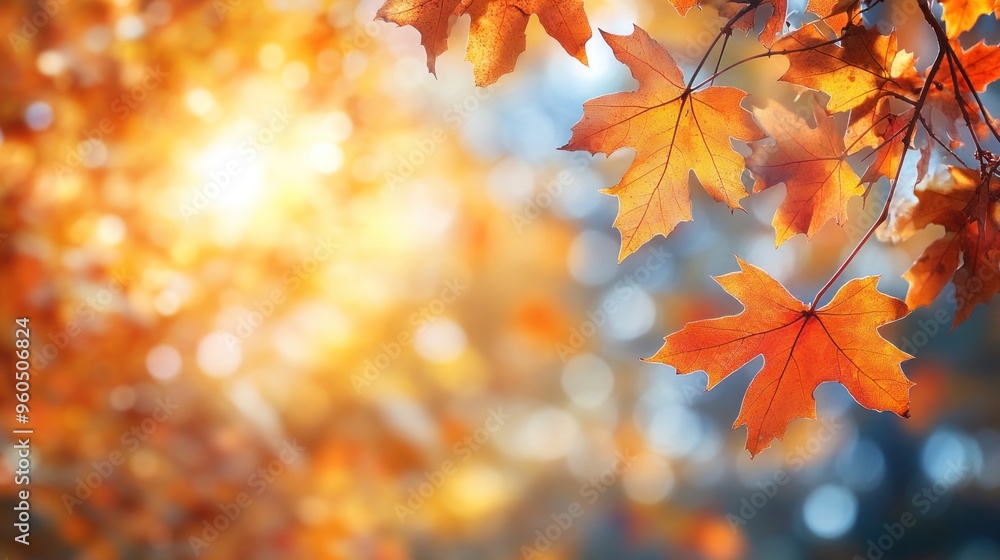 Autumn background with orange fall leaves. Garden scene on fall season with bright shiny sun ray and maple tree Autumn background with orange fall leaves. Garden scene on fall season with bright shiny sun ray and maple tree