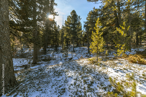 Winter forest landscape in gorkhi terelj national park, Mongolia photo