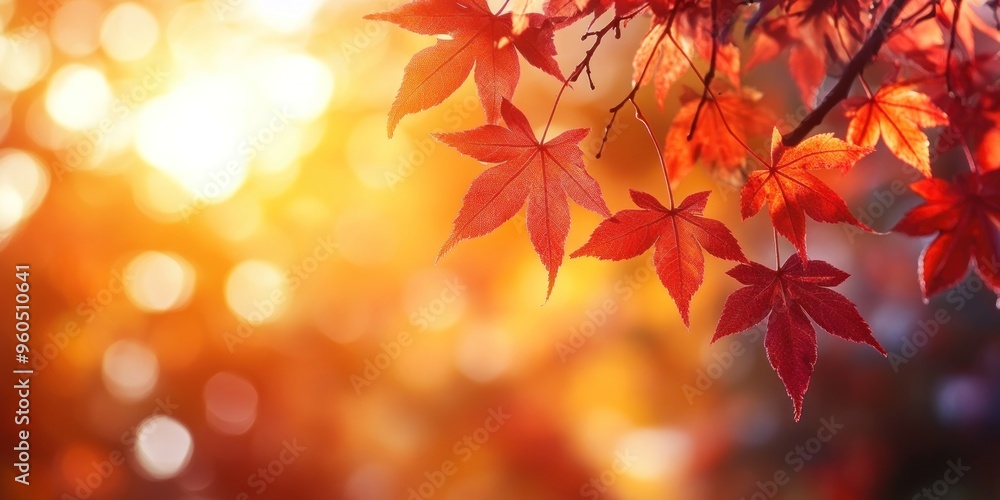 Autumn background with orange fall leaves. Garden scene on fall season with bright shiny sun ray and maple tree Autumn background with orange fall leaves. Garden scene on fall season with bright shiny sun ray and maple tree