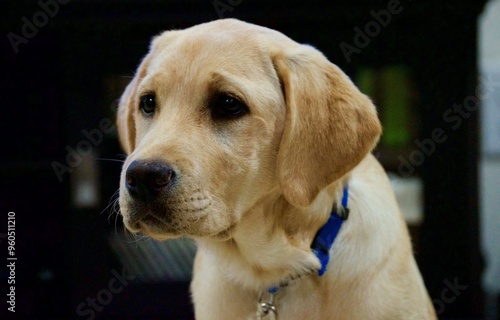 CUTE YELLOW LABRADOR