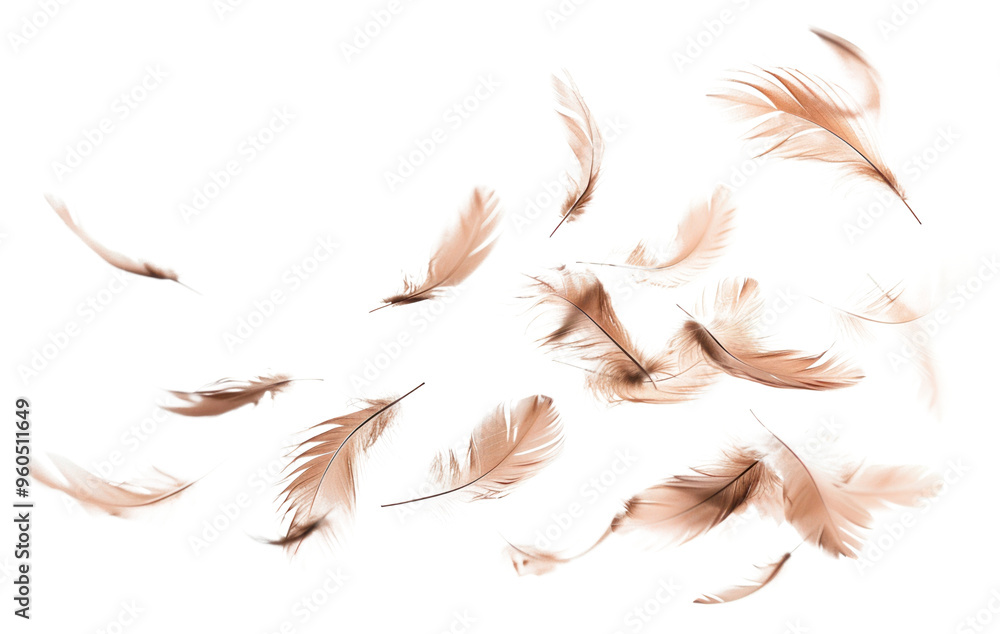 PNG Delicate brown feathers floating gracefully PNG Delicate brown feathers floating gracefully