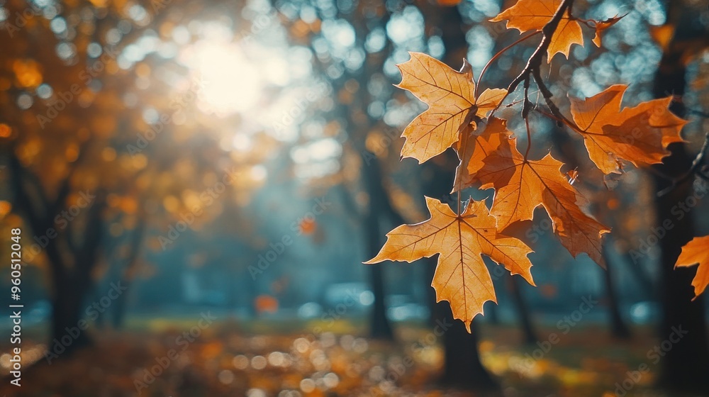 Autumn background with orange fall leaves. Garden scene on fall season with bright shiny sun ray and maple tree Autumn background with orange fall leaves. Garden scene on fall season with bright shiny sun ray and maple tree